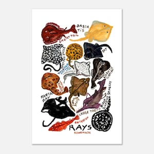 Rays Poster