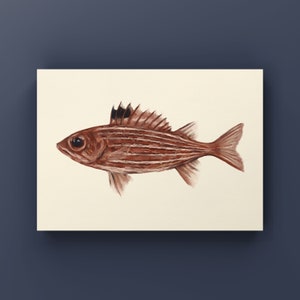 Squirrel Fish Print | Physical Fish Decor | Fish Postcard | Fish Prints | Aquarium Fish Painting | Gifts for Him | Ocean Fishing Print