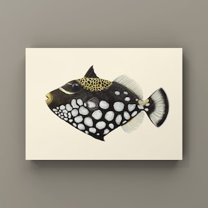Clown Trigger Fish Print | Physical Fish Decor | Fish Postcard | Fish Prints | Aquarium Fish Painting | Gifts for Him | Ocean Fishing Print