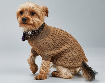 May include: A small brown dog wearing a brown cable knit sweater with a black and gold patterned collar.