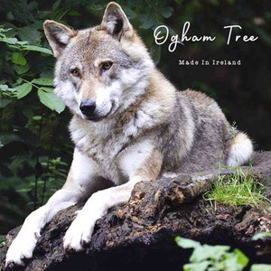 May include: A gray wolf with white paws sits on a tree stump in a forest. The wolf is looking to the left of the image. The text "Ogham Tree Made in Ireland" is in the upper right corner of the image.