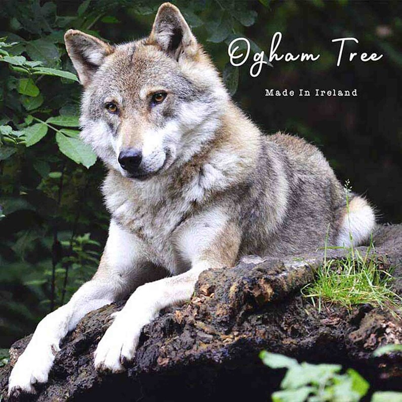 May include: A gray wolf with white paws sits on a tree stump in a forest. The wolf is looking to the left of the image. The text "Ogham Tree Made in Ireland" is in the upper right corner of the image.