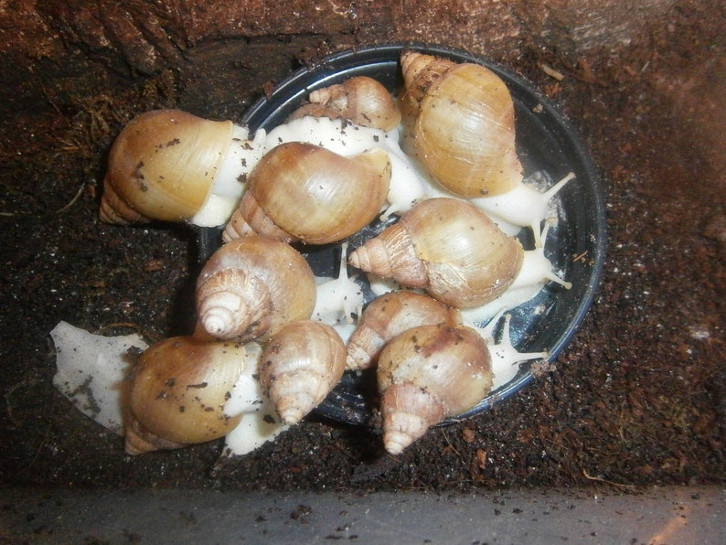 Land Snail Food Protein Based Snail Food in over 25 Etsy