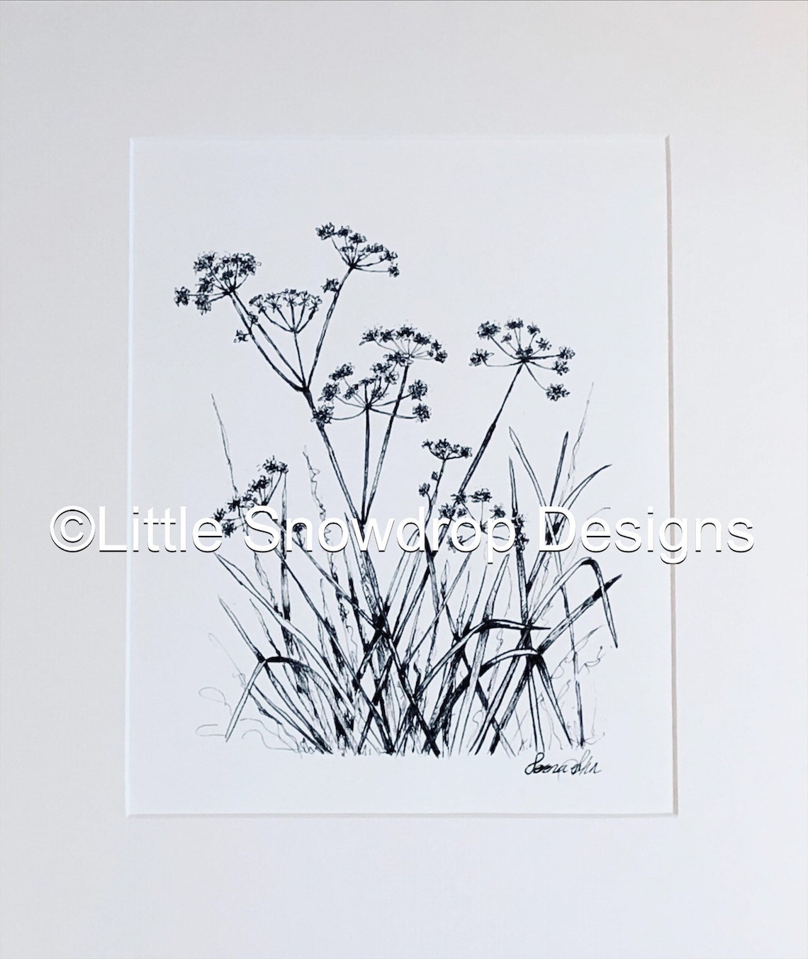 Cow Parsley Print Cow Parsley Pen and Ink Drawing Black and Etsy