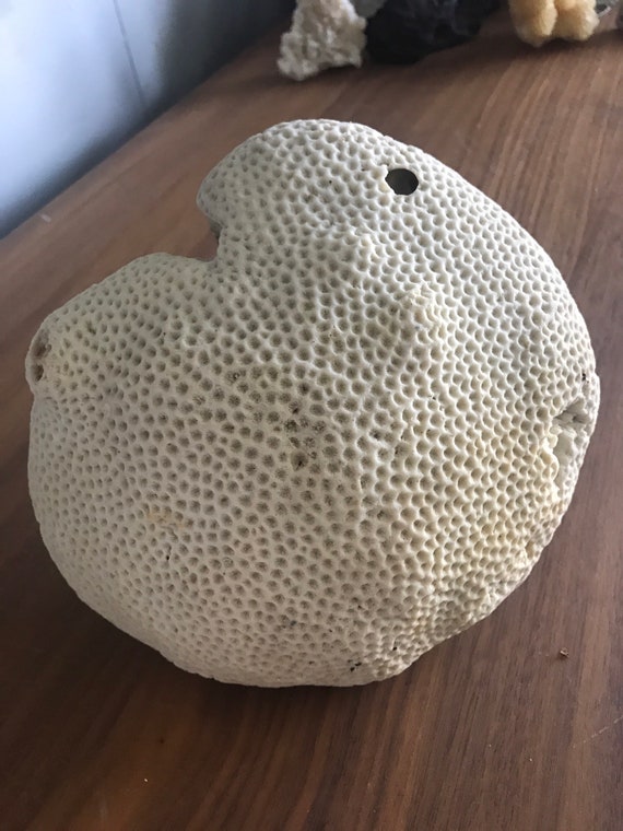 Natural white coral specimen