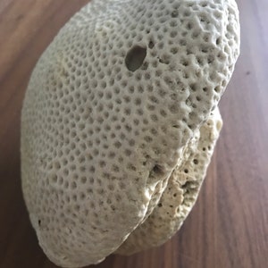 May include: A white coral with a honeycomb pattern and a small hole in the center. The coral is a natural material and has a rough texture.
