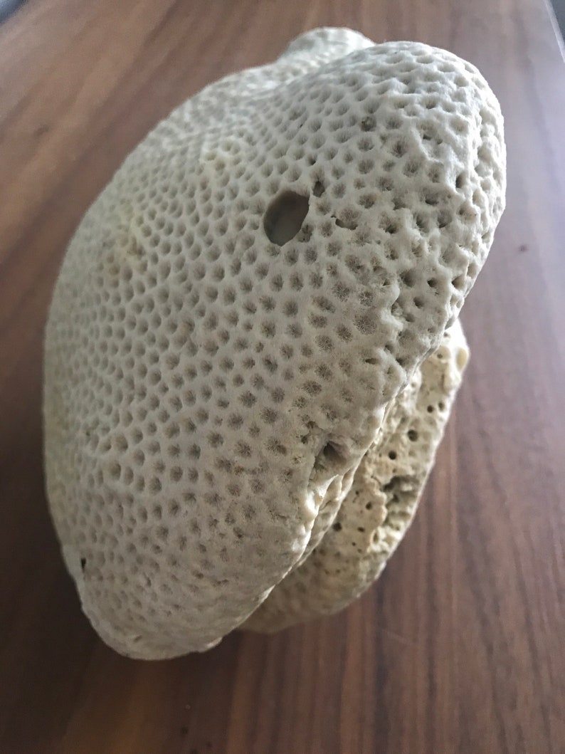 May include: A white coral with a honeycomb pattern and a small hole in the center. The coral is a natural material and has a rough texture.