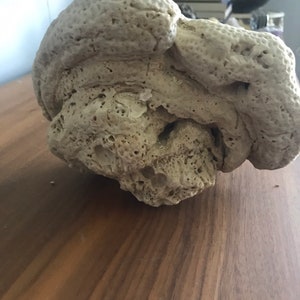 May include: A large, light-grey, porous, coral-like rock with a rough, textured surface.