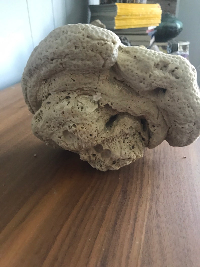 May include: A large, light-grey, porous, coral-like rock with a rough, textured surface.