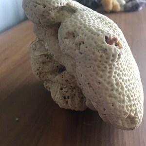 May include: A large, white, coral-like rock with a honeycomb texture. The rock is sitting on a wooden surface.