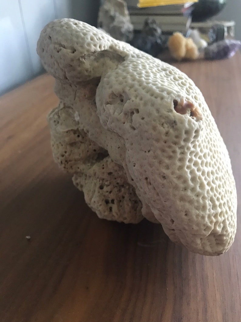 May include: A large, white, coral-like rock with a honeycomb texture. The rock is sitting on a wooden surface.