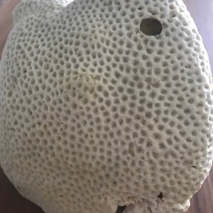 May include: A white coral specimen with a honeycomb-like texture and a small hole in the center. The coral is a natural, organic material with a rough, textured surface.