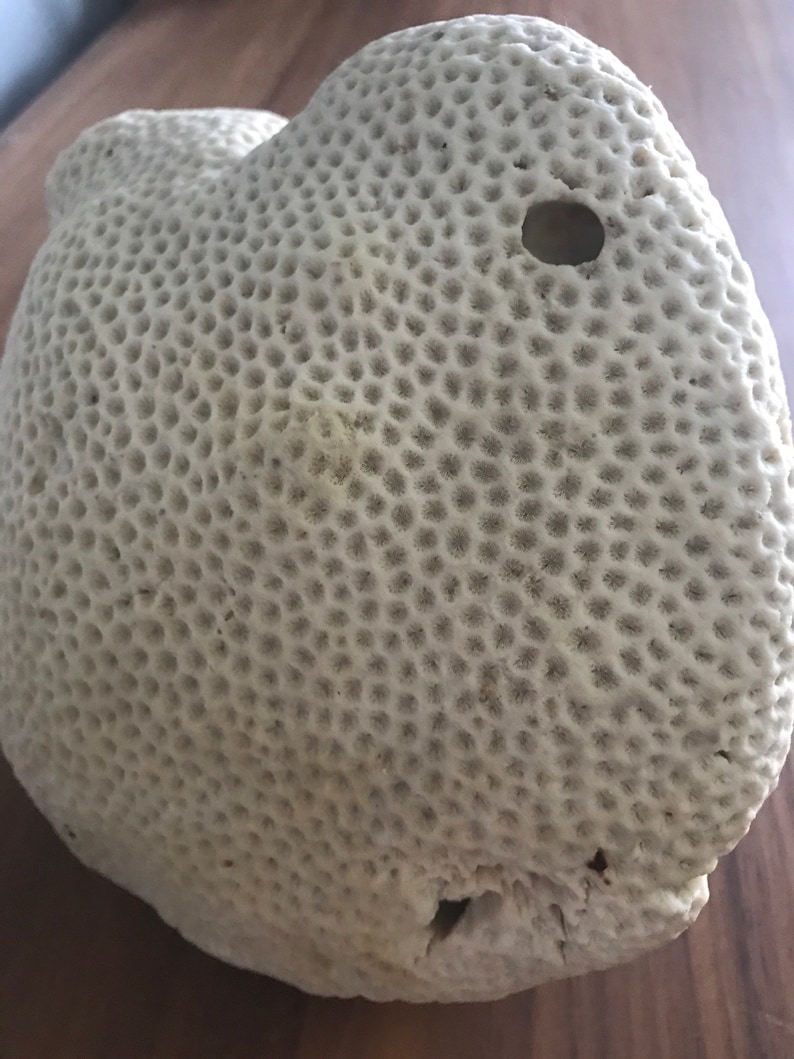 May include: A white coral specimen with a honeycomb-like texture and a small hole in the center. The coral is a natural, organic material with a rough, textured surface.
