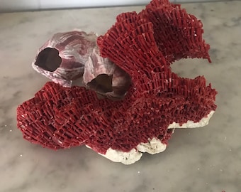 Natural red coral reef specimen with 2 barnacles