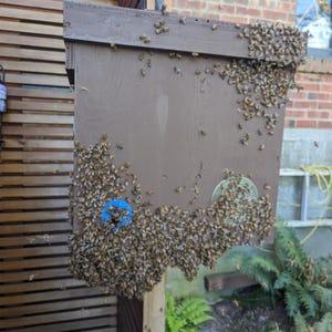 May include: A brown wooden beehive box, densely populated with honeybees. The hive is mounted on a wooden post, with a blue circular object and a clear circular object on the front. Ferns and other greenery are visible in the background.