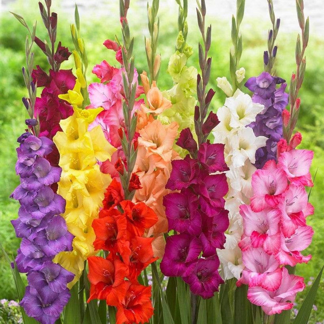 Assorted Gladiolus Bulbs Tropical Foliage Beautiful Blooms Etsy