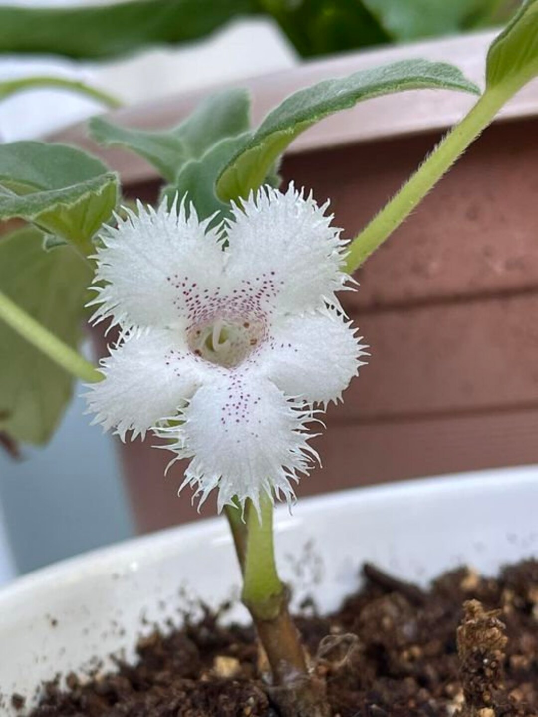 White Lace Flower Vine Alsobia Dianthiflora Episcia Pet Etsy