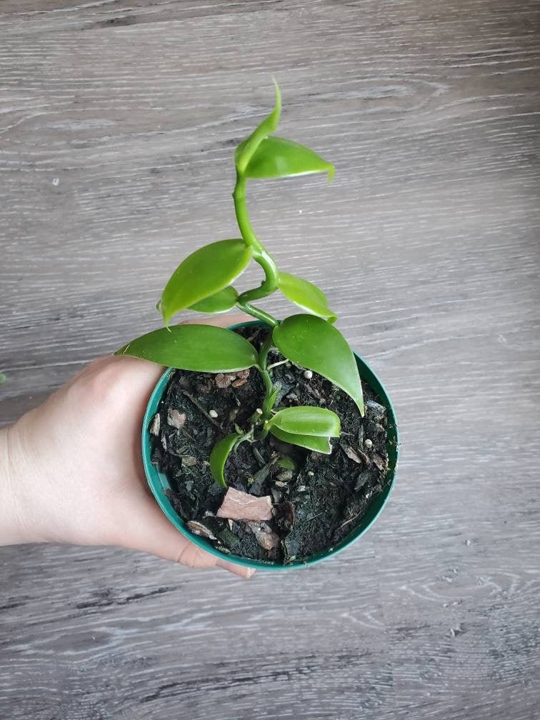 Vanilla Bean Orchid Plantifolia 4" pot ships bare root small med…