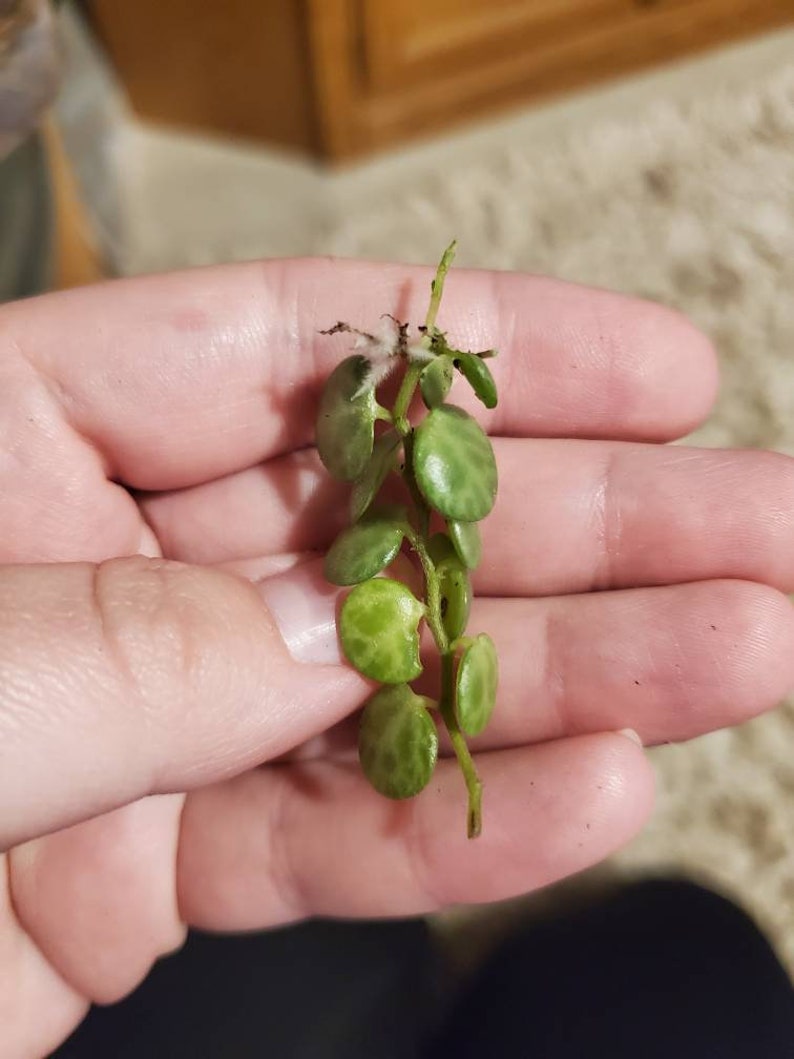 String of Turtles propagation kit String of Turtles Cuttings | Etsy