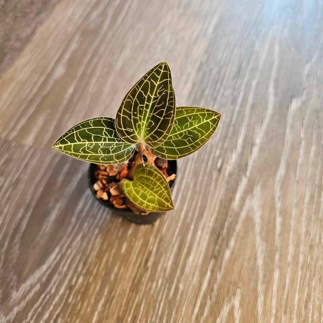 Dossinochilus Dreamcatcher Jewel Orchid Plant Etsy