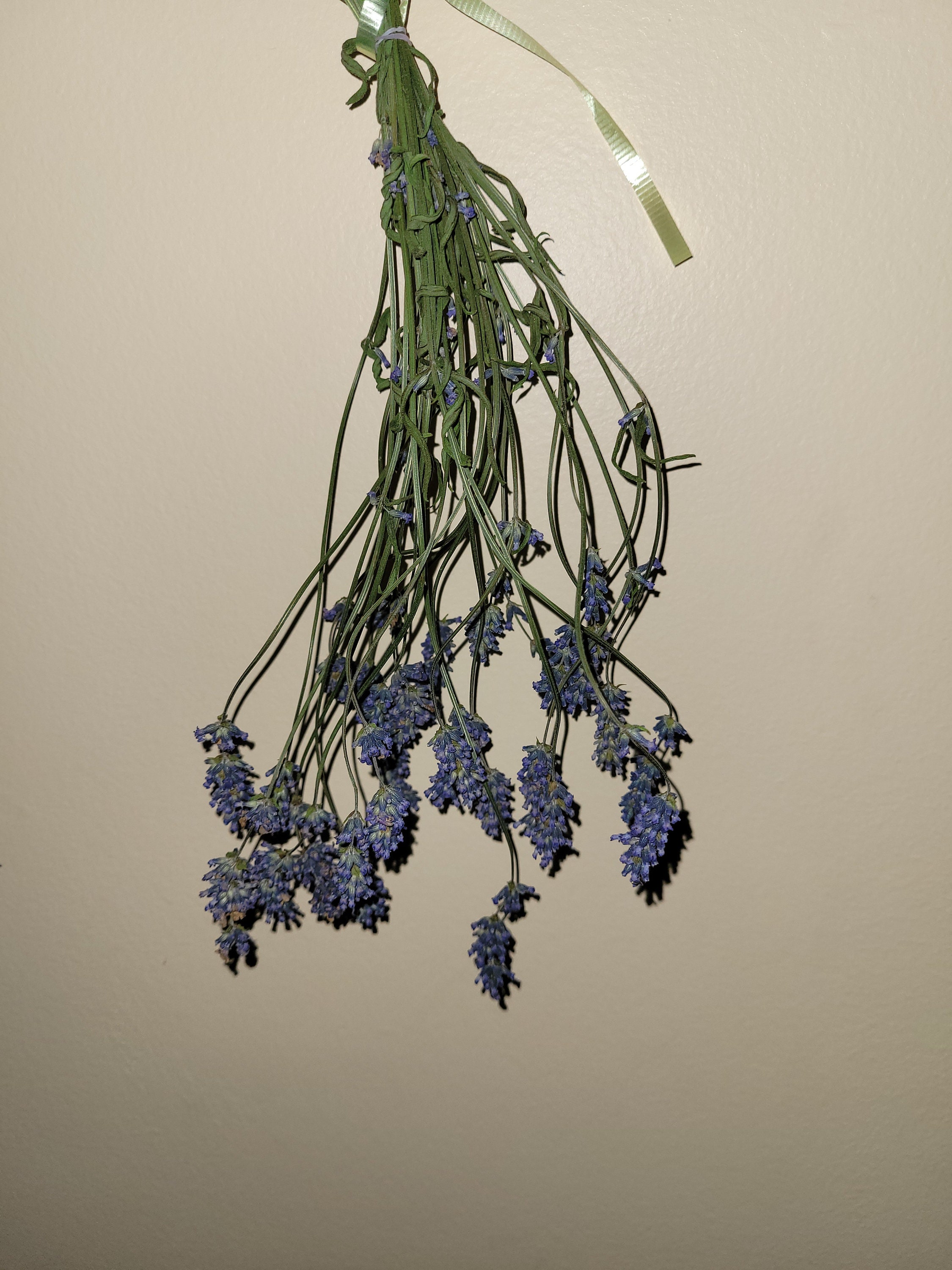Dried lavender dried lavender stems and dried lavender stem Etsy