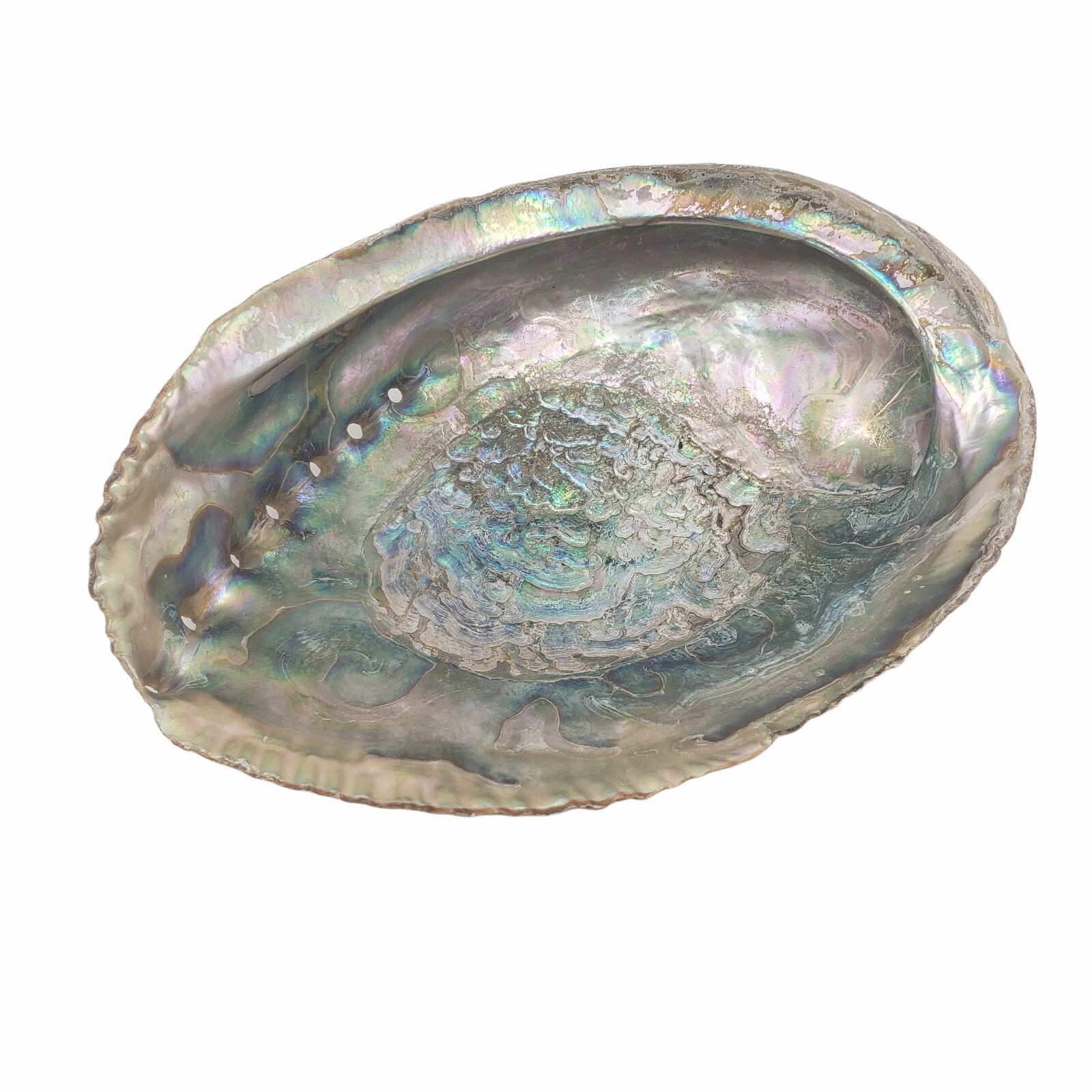 Natural Abalone Shell Vintage Iridescent