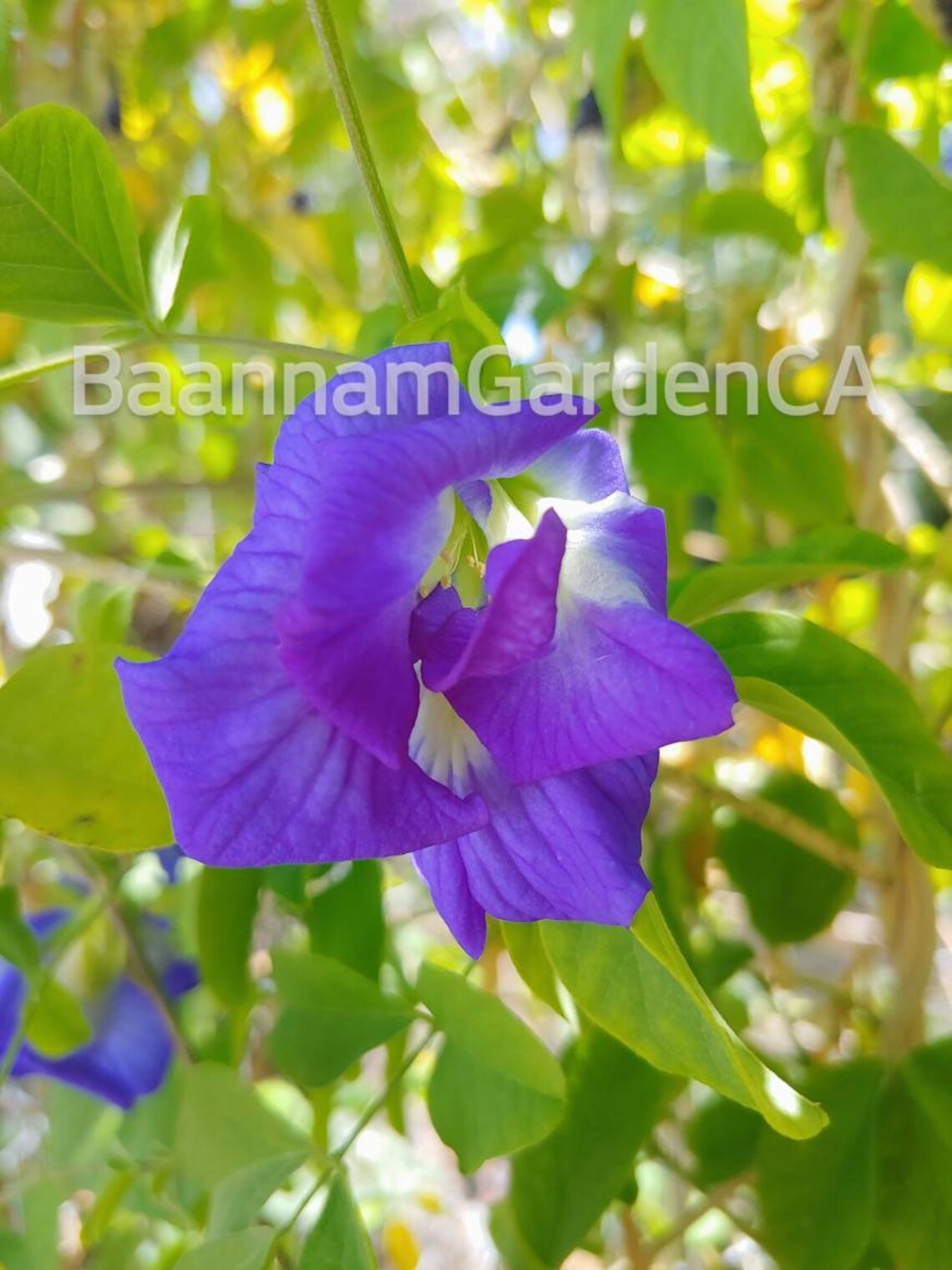 20seeds. Double Butterfly pea seed. Blue pea seed Etsy