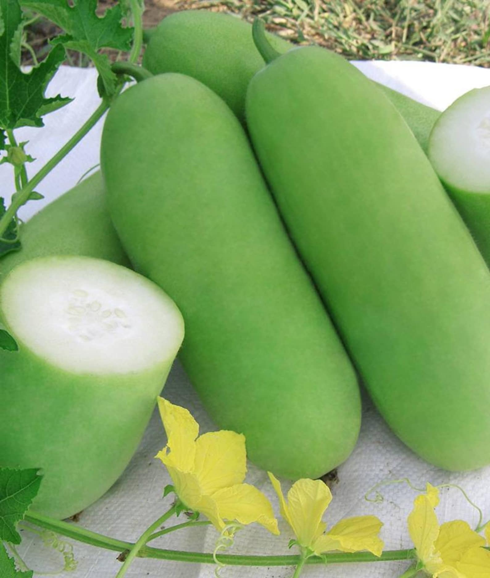 25seeds. Wax gourd seed.winter melon white gourd winter Etsy