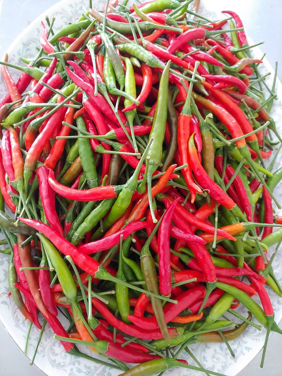 50seeds. Thai Hot Pepper Seed. Thai Chili Seed. Jinda Pepper Etsy
