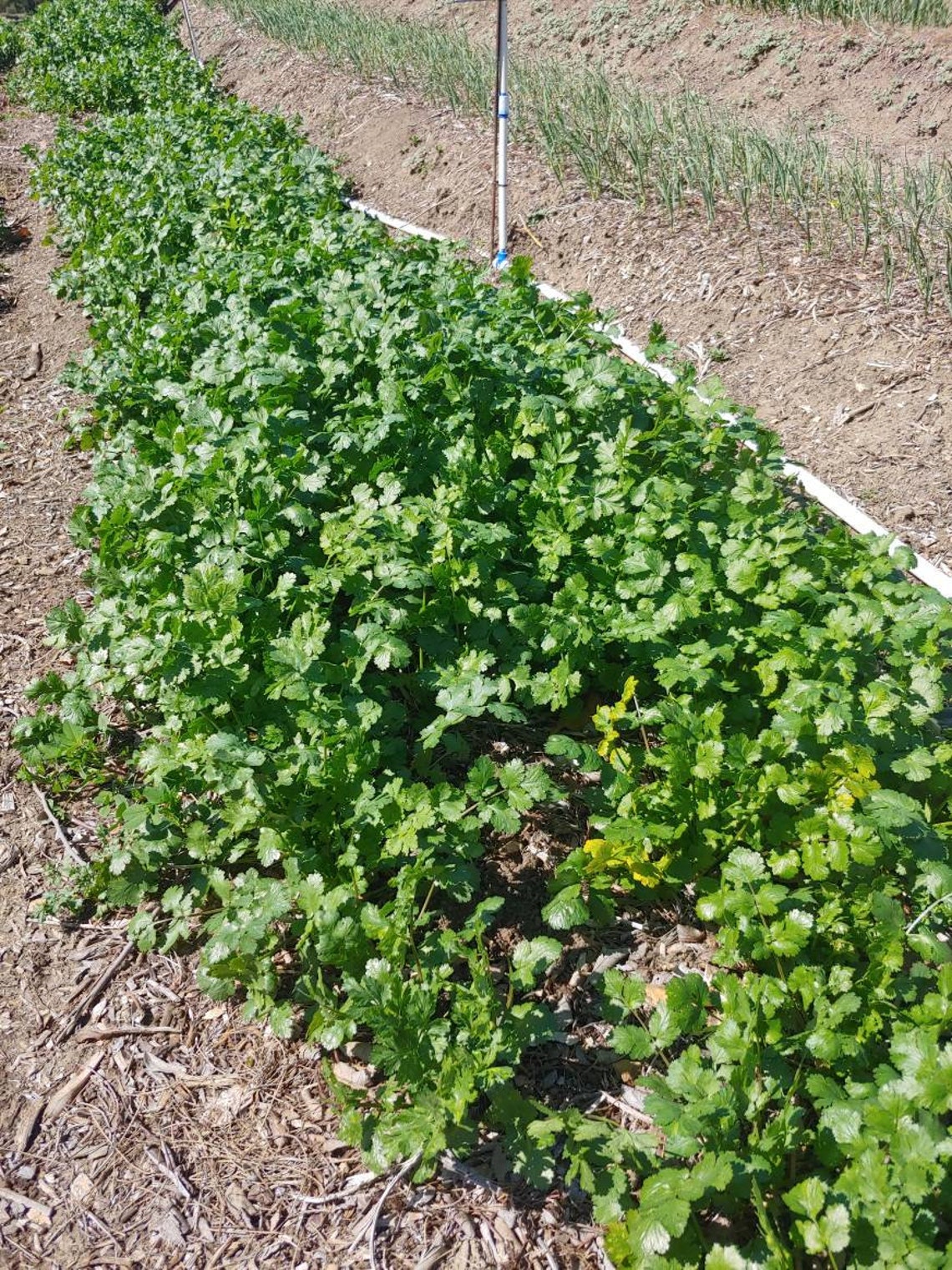 300 Chinese coriander Chinese parsley cilantro coriander Etsy