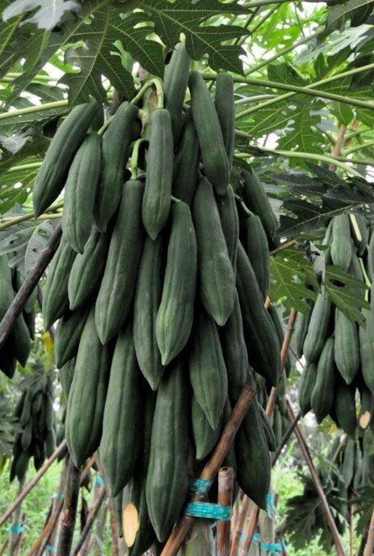 10seeds. Thai Long Papaya Seeds. Thai Khrang Papaya Seed. ma Etsy