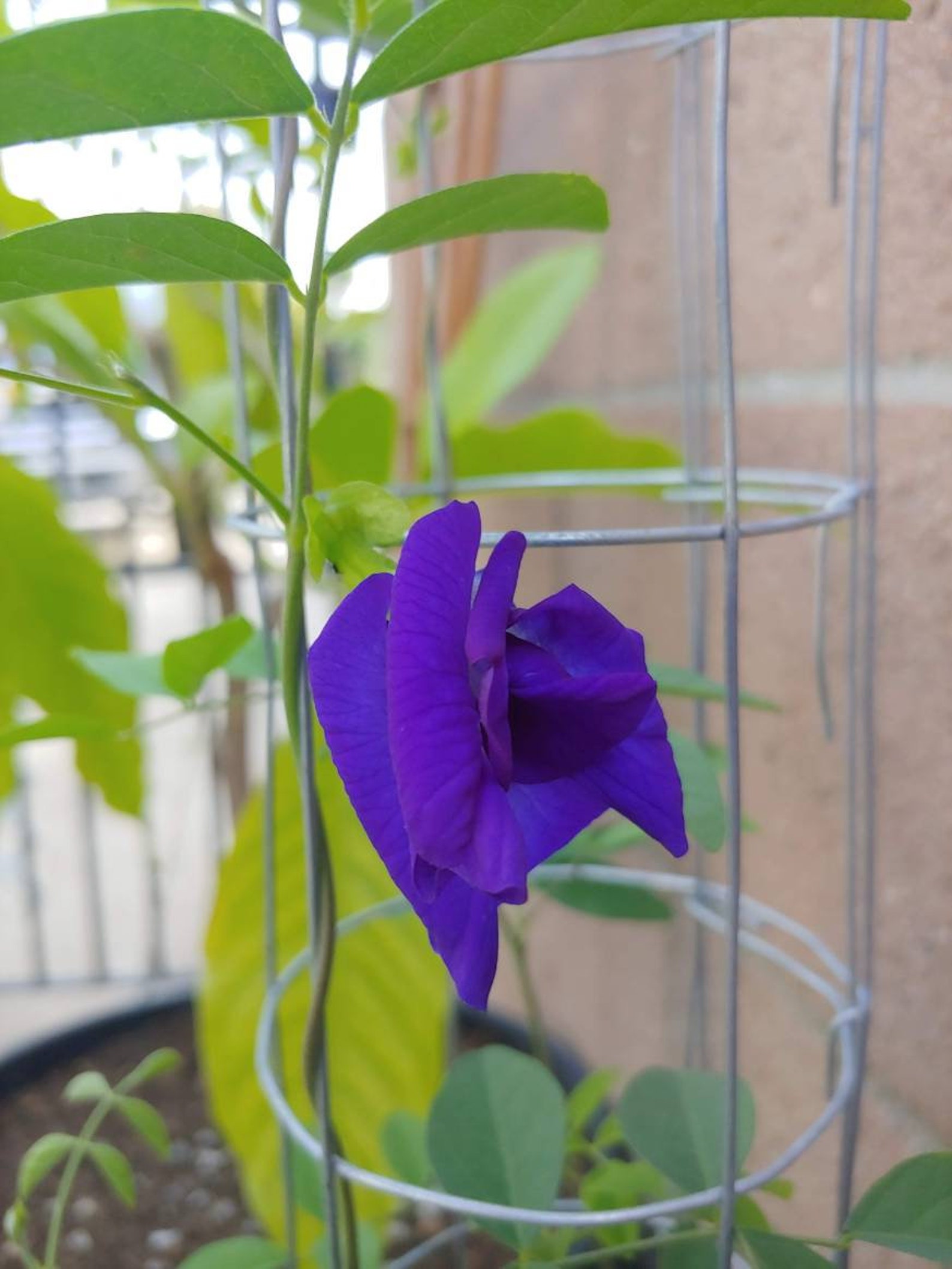 20seeds. Double Butterfly pea seed. Blue pea seed Etsy