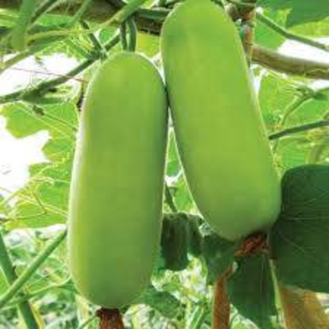 25seeds. Wax gourd seed.winter melon white gourd winter Etsy
