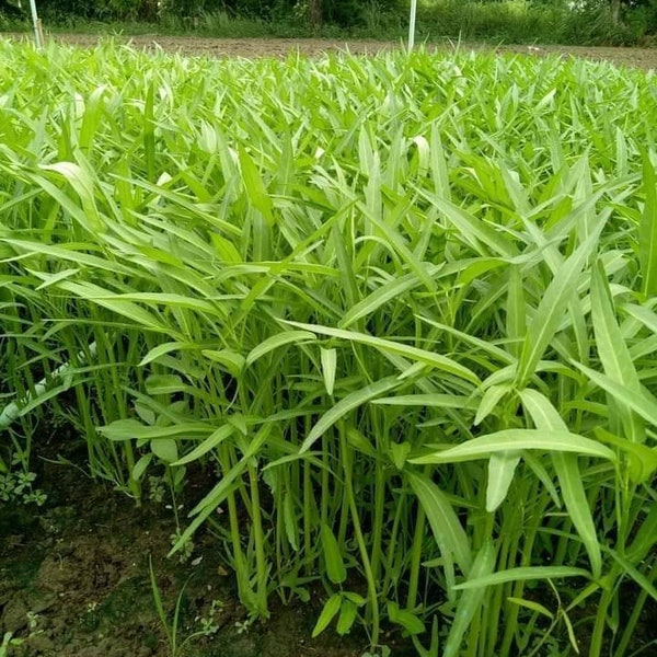 300-350seeds.Kangkong,water convolvulus,river spinach,chinese spinach,chinese watercress,chinese convolvulus,swamp cabbage,ong choy