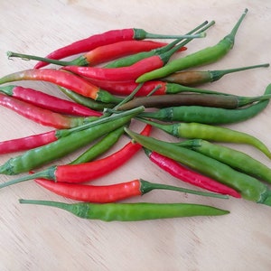 50seeds. Thai hot pepper seed. Thai chili seed.  Jinda pepper seeds( prik jinda) thai chili pepper seed