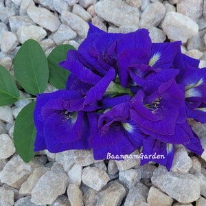 25seeds. Butterfly pea seeds(double layer),clitoria ternatea,asian pigeonwings, bluebellvine, blue pea,cordofan pea ,darwin pea