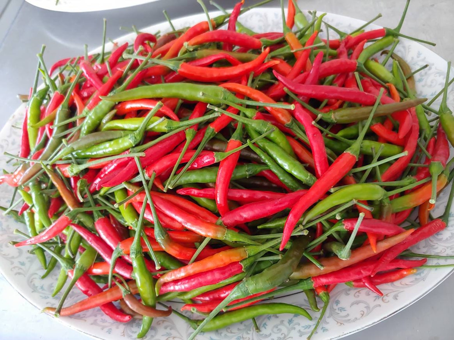 50seeds. Thai Hot Pepper Seed. Thai Chili Seed. Jinda Pepper Etsy