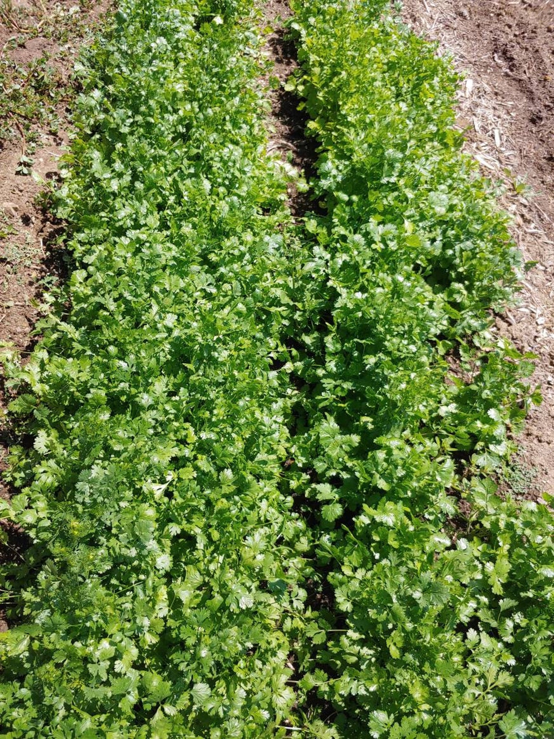 300 Chinese coriander Chinese parsley cilantro coriander Etsy