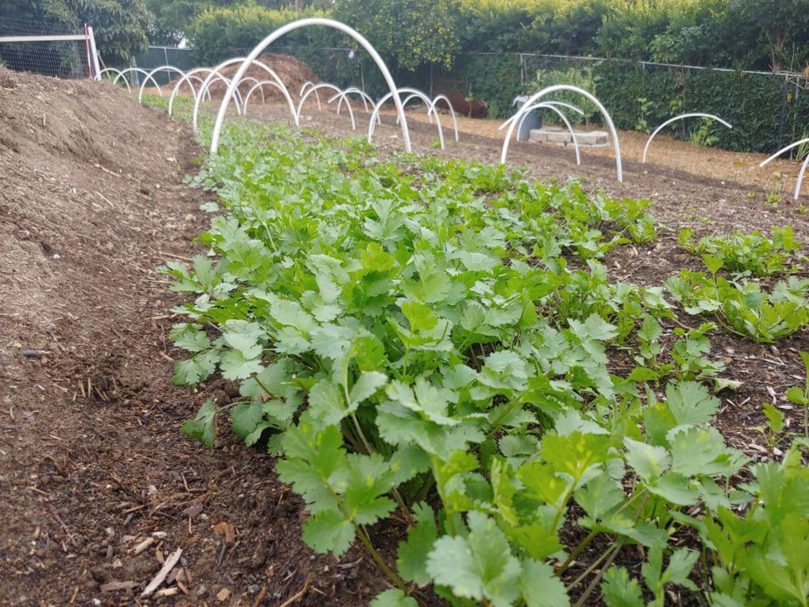 300 Chinese coriander Chinese parsley cilantro coriander Etsy