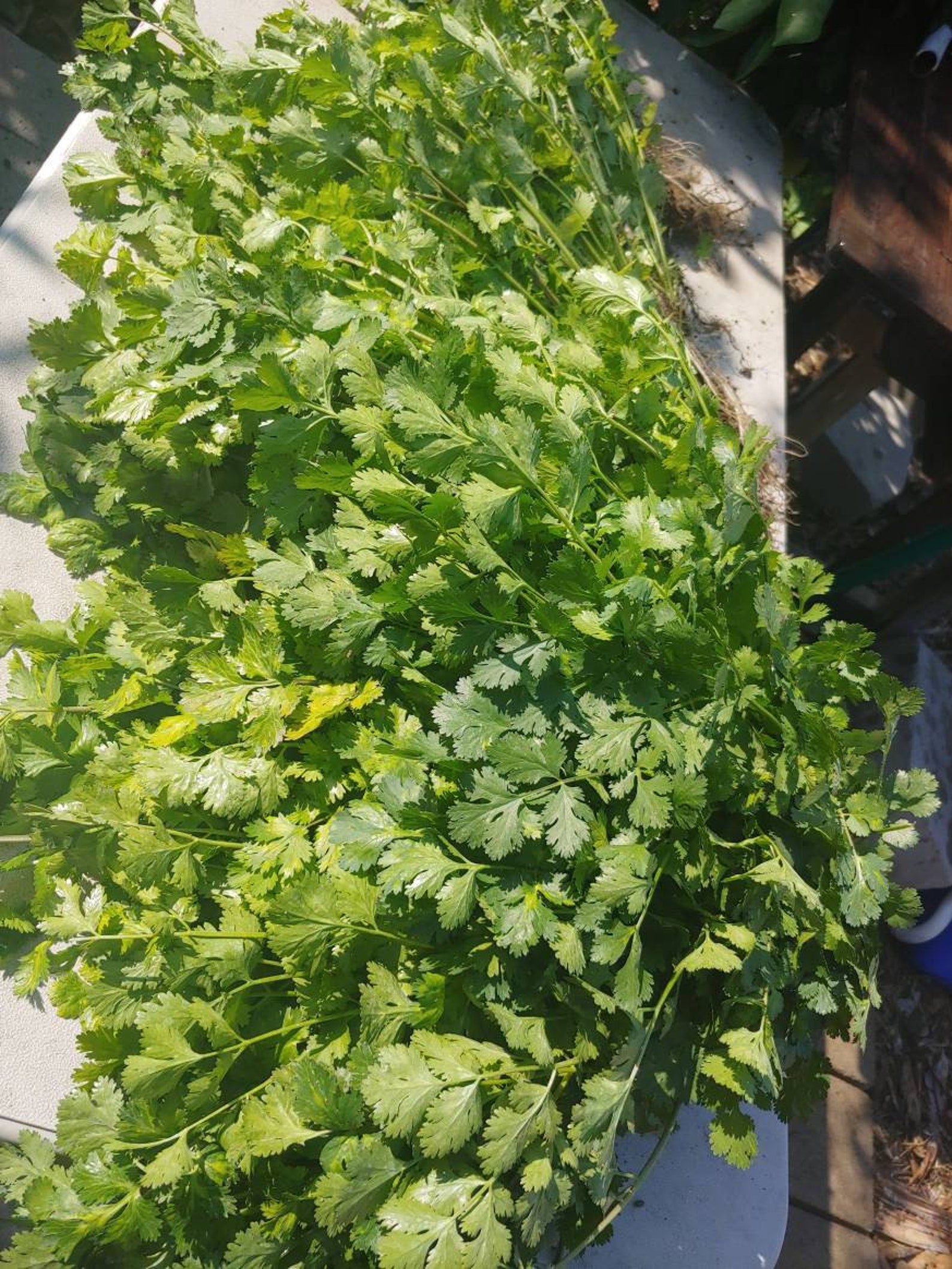 300 Chinese coriander Chinese parsley cilantro coriander Etsy