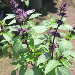 1000+seeds.Thai basil Seed. Thai Sweet Basil seed. horapha thai