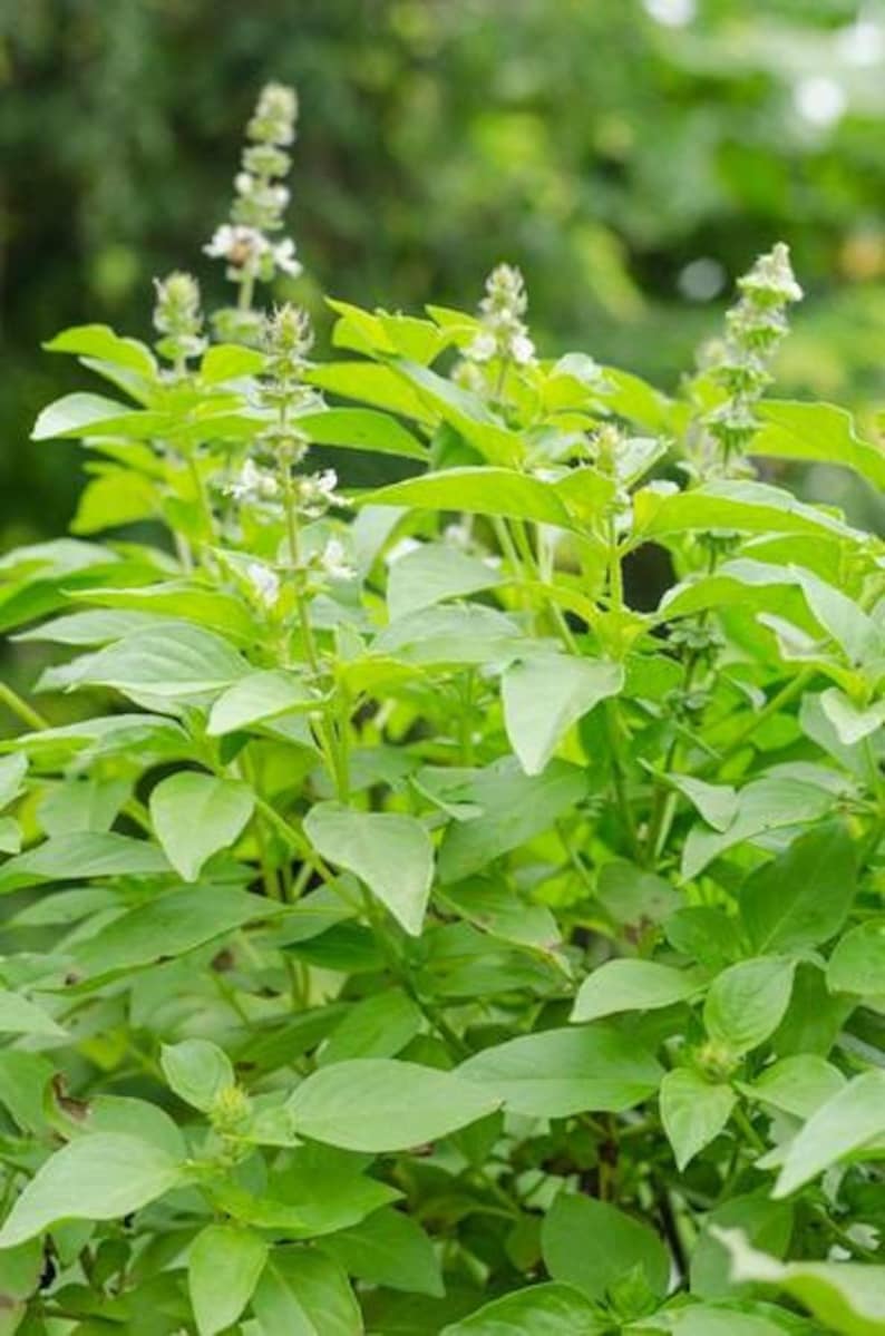 1000seeds. Thai Lemon Basil Seed. Lemon Basil Seed . Lime Etsy