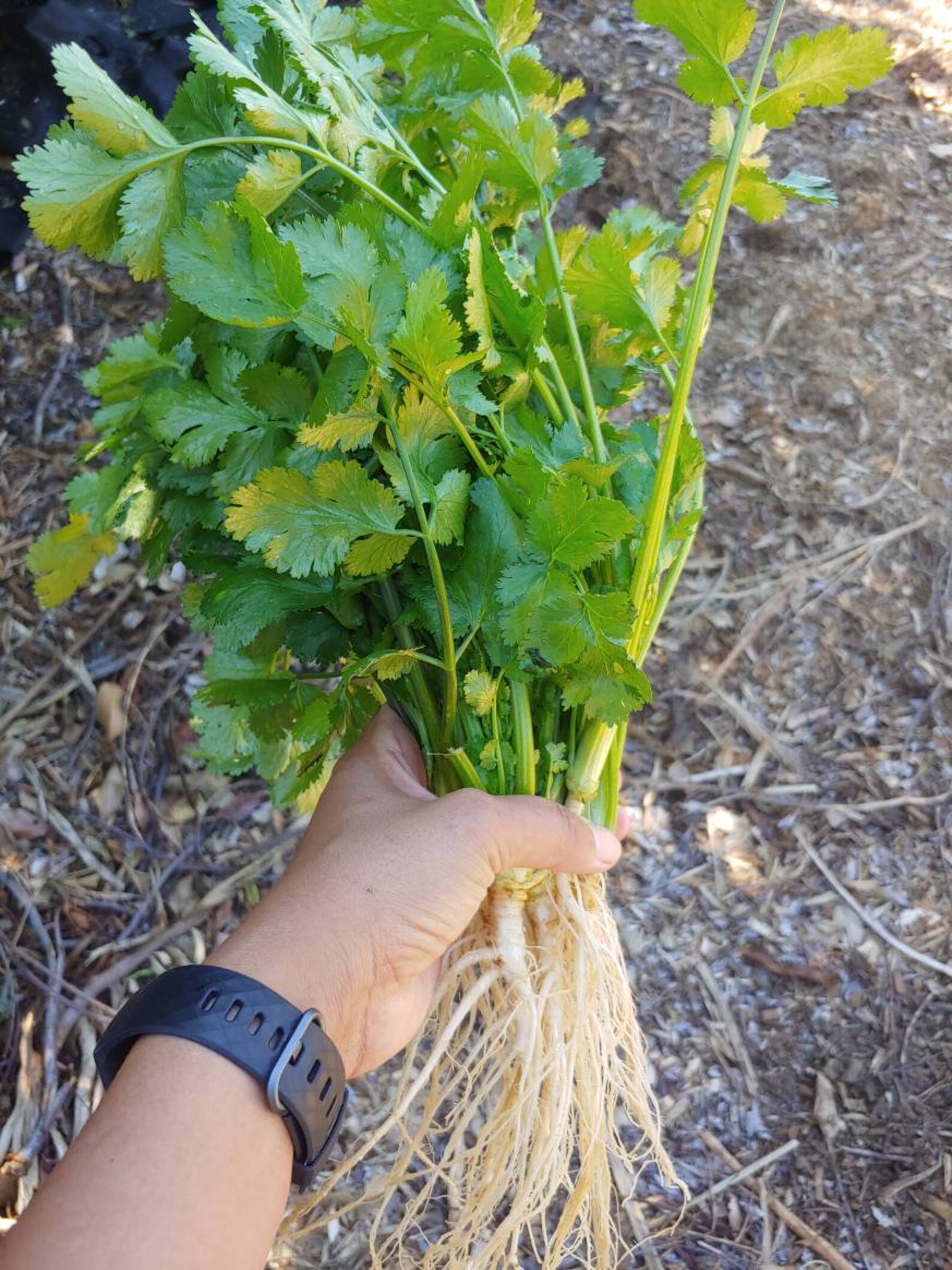 300 Chinese coriander Chinese parsley cilantro coriander Etsy