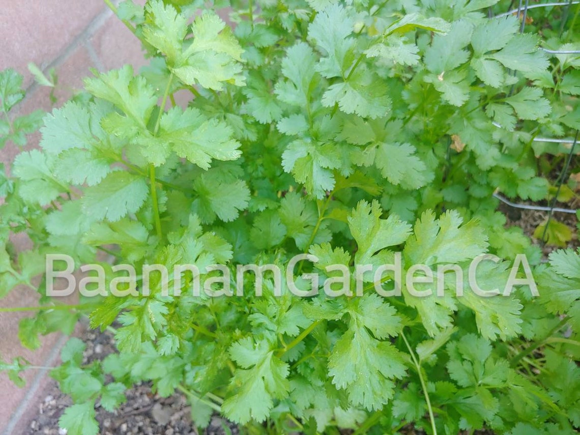 300 Chinese coriander Chinese parsley cilantro coriander Etsy