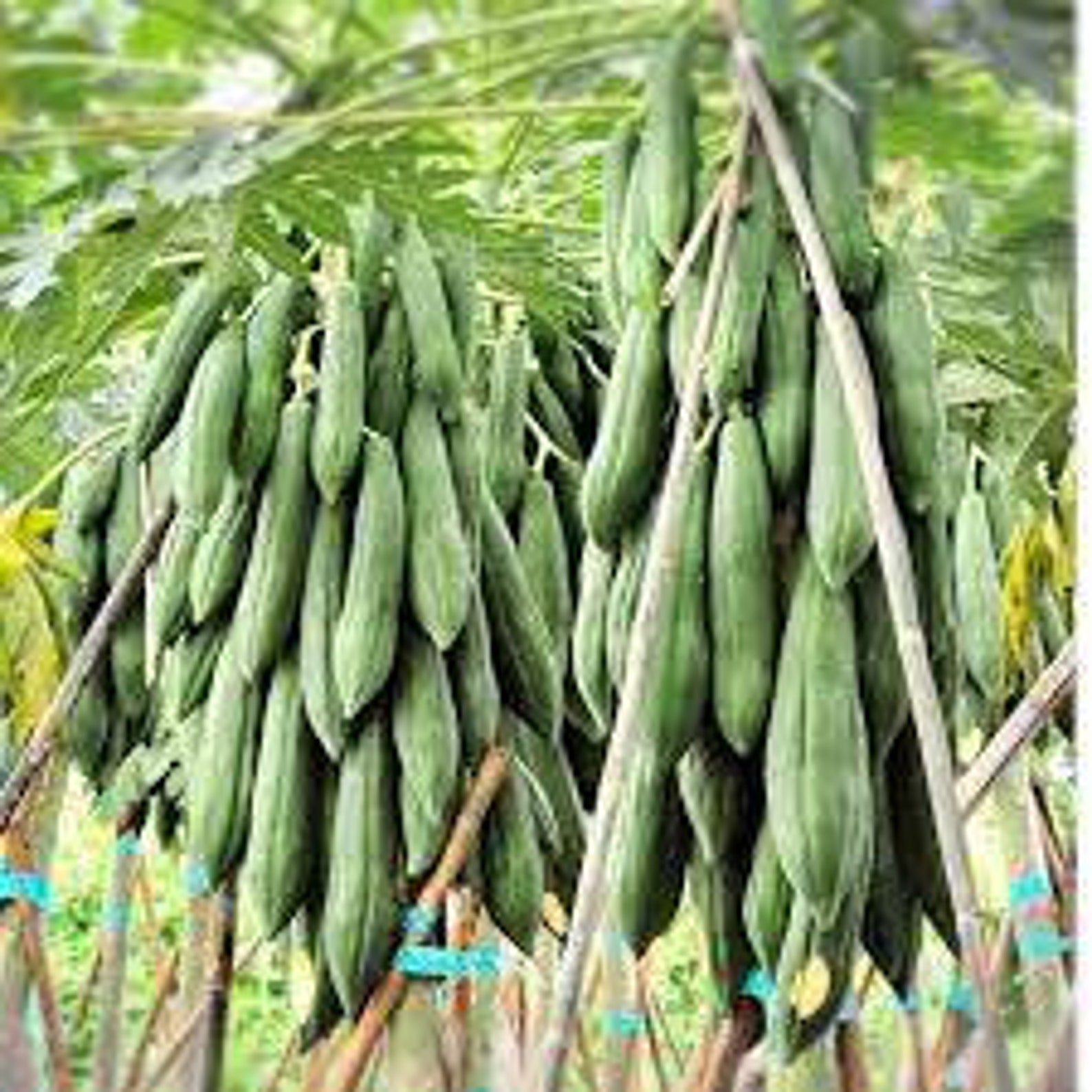 10seeds. Thai Long Papaya Seeds. Thai Khrang Papaya Seed. ma Etsy