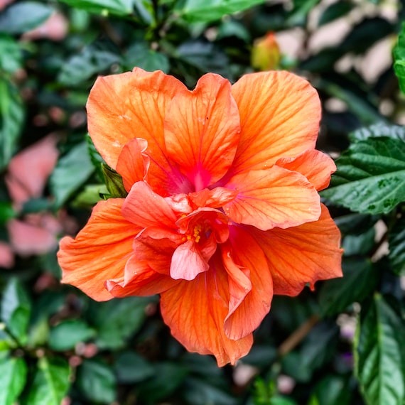 Double Hibiscus Tropical Orange Plant Canvas Beach Beachy Etsy