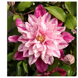 Clematis rosa Mandala flor impresión cartel Yogi Yoga amor planta jardinero regalo armonía Navidad presente fotografía patrón pacífico púrpura
