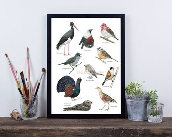 Seltene Vögel Poster A4