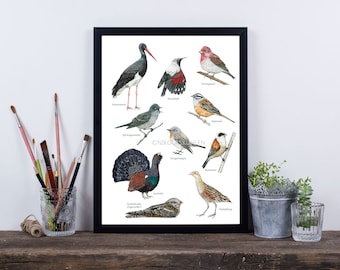 Seltene Vögel Poster A3