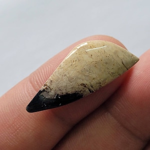 Natural Petrified Palm Root Fossil Smooth Cabochon Loose Gemstones Loose semi precious Petrified Palm Jewelry (11.80cts 32.44×12.18×4.46mm)